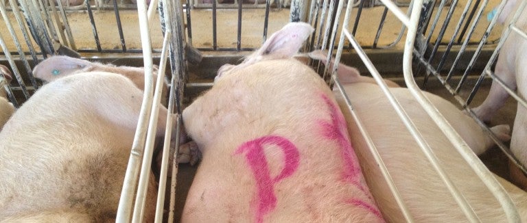 Pigs confined in cramped conditions at a breeding facility