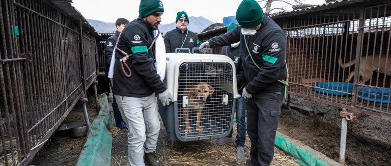 The HSI Animal Rescue Team rescues a dog at a dog meat farm in Asan, South Korea