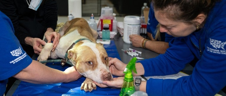 HSUS staff attend to a dog rescued from an alleged dogfighting operation