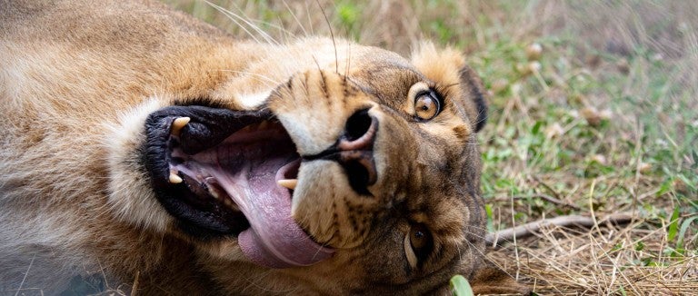A lioness rolls around in her enclosure